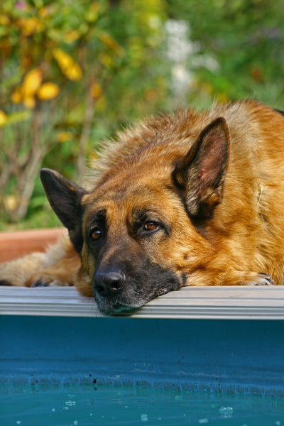 Pool Safety for Dogs